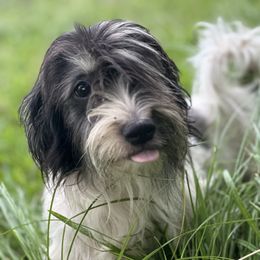 Domino - White female Havanese puppy in Pearland, Texas from Herds Of Havanese