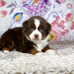 Miniature Australian Shepherd and Toy Australian Shepherd Puppies from Pistol Paws Aussies