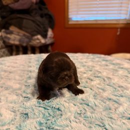 Trinidad - Chocolate female Shih Tzu puppy in Success, Missouri from Sweet Success