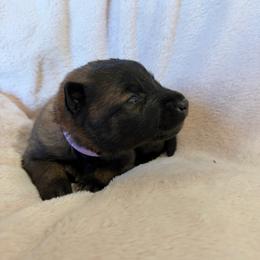 3rd Pick female - Fawn sable female Belgian Malinois puppy in Boise, Idaho from Wings of Freedom Retrievers and Malinois