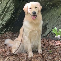 Golden Retriever puppies from New Beginnings Acres
