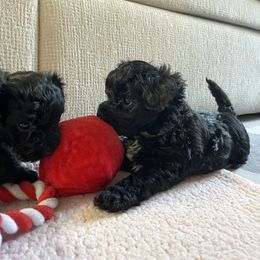 Yorkipoo Puppies from Bossman Yorkipoos