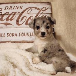 Snickers - Blue merle male Aussiedoodle puppy in Logansport, Indiana from Sandy Hill Farm Aussies, LLC