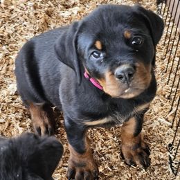 Pink Collar Girl - Black and mahogany female Rottweiler puppy in Worley, Idaho from Templinhaus Rottweilers