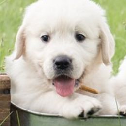 Golden Retrievers from Splendor Goldens