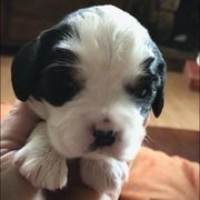 Mal-Shi and Shihpoo Puppies from 3 doodles’ littles