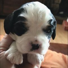 Mal-Shi and Shihpoo Puppies from 3 doodles’ littles