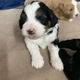 Bernedoodle and Poodle Puppies from Luck O the Doodle