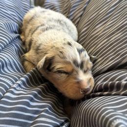 BMM 2 - Blue merle male Australian Shepherd puppy in Bainbridge, Ohio from CK Aussies