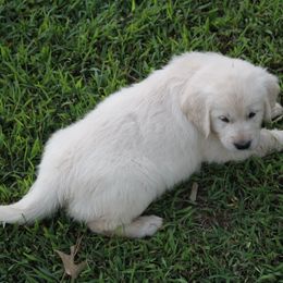 Golden Retriever Puppies from Spun Gold Golden Retrievers