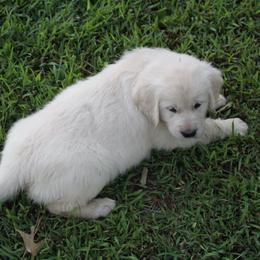 Golden Retriever Puppies from Spun Gold Golden Retrievers