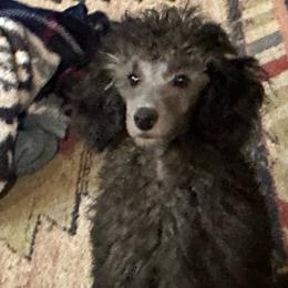 Lexi - Silver female Poodle puppy in Cabool, Missouri from Rafter B Farms