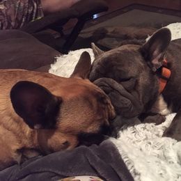 French Bulldog All Grown Up from Kandie Kowalski