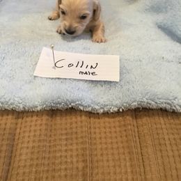 Boy 1 - Cream Dachshund puppy in Thousand Oaks, California from Forever home dachshunds