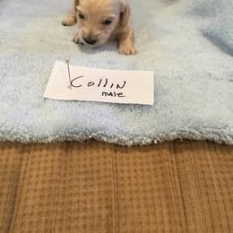 Boy 1 - Cream Dachshund puppy in Thousand Oaks, California from Forever home dachshunds
