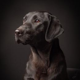 Lacie - Labrador Retriever