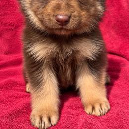 Female 2 - Black and tan female German Shepherd puppy in Allentown, Pennsylvania from VMH Shepherds