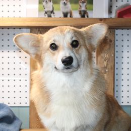 Lidia - Pembroke Welsh Corgi