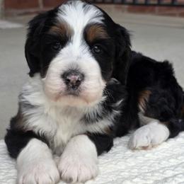 Russet Burbank - Tri-color male Bernedoodle puppy in Hooper, Utah from Saltwater Doodles