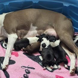 Boston Terrier Puppies from Bostons of Central Washington