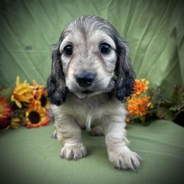 Feta - Cream female Dachshund puppy in Lathrop, Michigan from Hidden Haven Dachshunds
