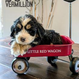 Vermilion - Tri-color male Bernedoodle puppy in Cambridge, Minnesota from Country Meadow Doodles