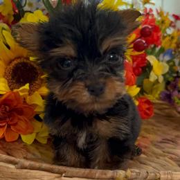 Itty Bitty Bailey - Black and tan male Yorkshire Terrier puppy in Elgin, South Carolina from Silver Bells Paw Prints