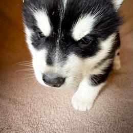 Bandit - Black and white male Siberian Husky puppy in Grant City, Missouri from Timberline Paws