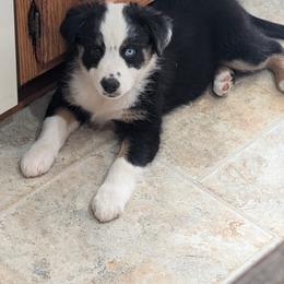 Australian Shepherd Puppies from Blosenski Aussies