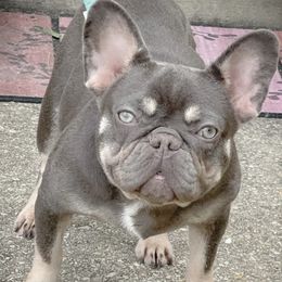 French Bulldogs from The Lazy Bulldog