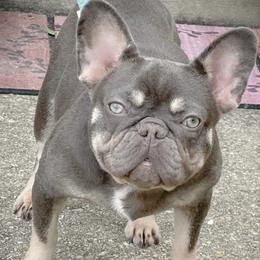 French Bulldogs from The Lazy Bulldog