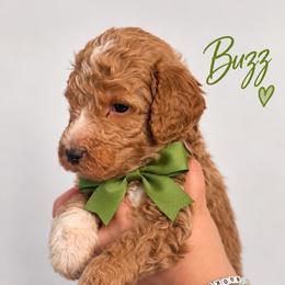 Buzz (Green) - Red  male Poodle puppy in Stuart Fl, Florida from Lincoln & Lady Co.