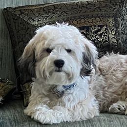 Havanese from Honey-Bee Home Havanese
