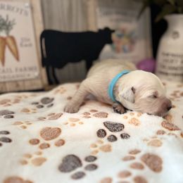 Golden Retriever Puppies from Sunshine Mountain Retrievers