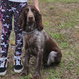 KAHLUA - English Springer Spaniel