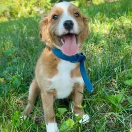 Copper - Red male Cavapoo puppy in Knoxville, Tennessee from Duke’s Forever Doodles