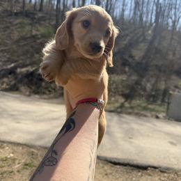 Cream - Cream female Dachshund puppy in Maidsville, West Virginia from L&B Lowriders