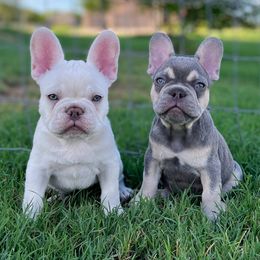 French Bulldogs from Beason’s HomeGrown Frenchies