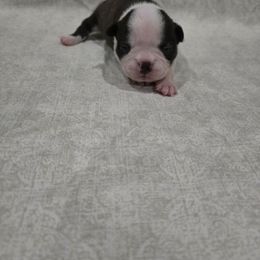 Girl 2 - Black brindle and white female Boston Terrier puppy in Gibson City, Illinois from Quinn's Kennels
