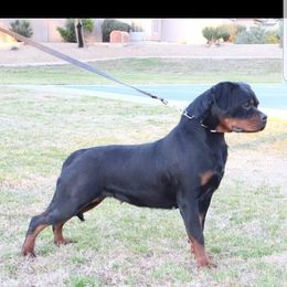 Rockstar - Rottweiler
