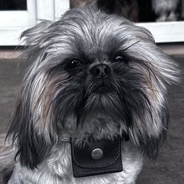 Cleopatra - Shih Tzu puppy from Maison Petit Lion