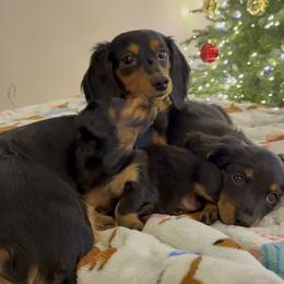 Dachshund Puppies from Birkin’ Paws
