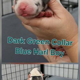 Dark Green Boy - Blue and white male Great Dane puppy in Longview, Texas from Lazy A Danes