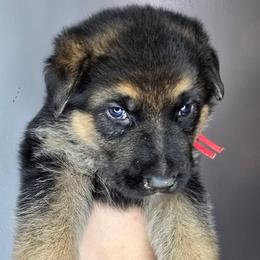 Red - Black and tan male German Shepherd puppy in Tony, Wisconsin from Muddy Acres German Shepherds