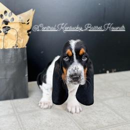 Basset Hound Puppies from Central Kentucky Basset Hounds