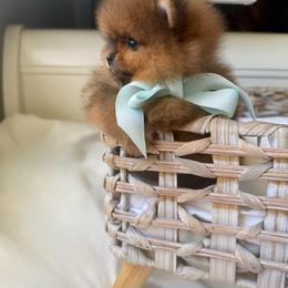 Baby Waffles - Orange male Pomeranian puppy in Sacramento, California from Carousel Poodles & Pomeranians