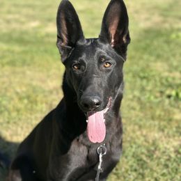 Alistair von der Kriegerseele - Black male German Shepherd puppy in Chestnut, Illinois from Fireside Fernweh