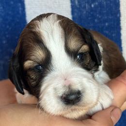 Rusty - Tri-color male Bernedoodle puppy in Longmont, Colorado from Colorado Miniature Bernedoodle Puppies