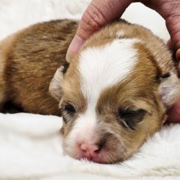 CKC Red Merle Female - Red merle and white female American Corgi puppy in Clovis, New Mexico from Sweet & Salty Cowdogs