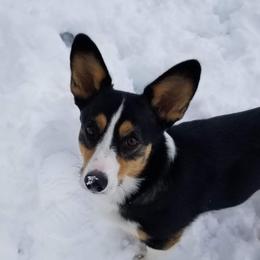 Pepper - Pembroke Welsh Corgi